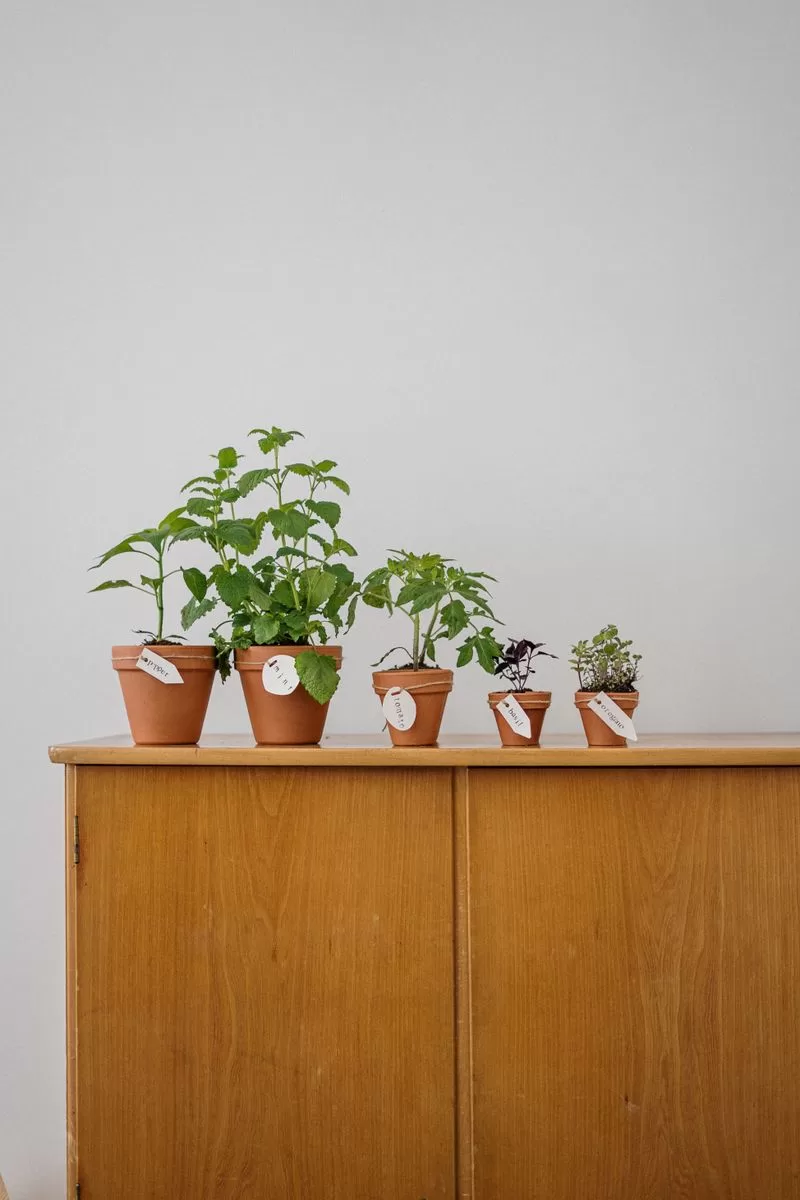Pots & Planters