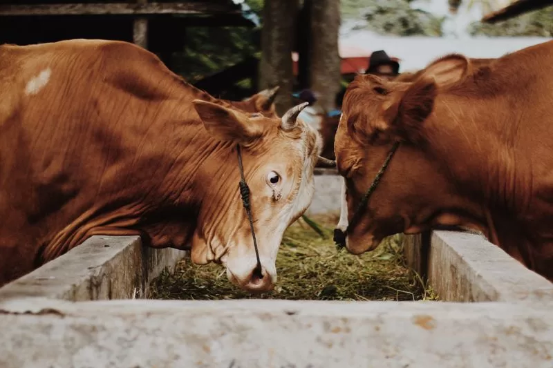 Animal Feed & Care