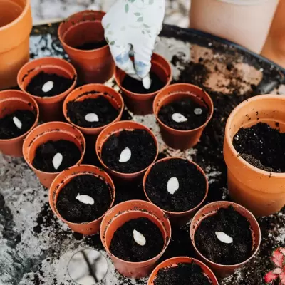 Cabbage Hybrid Seeds - 10g