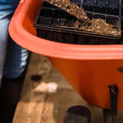 Hybrid Chilli Seeds - 10g
