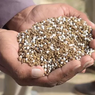 DAP Fertilizer - 50kg