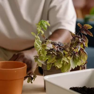 Neem Plant