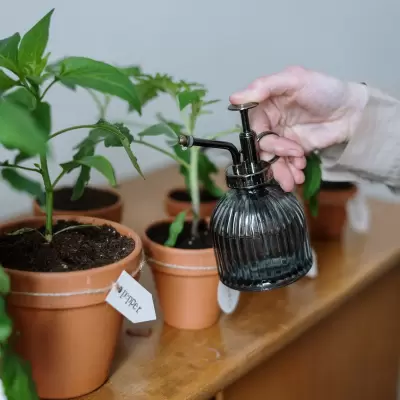 Ashwagandha Plant