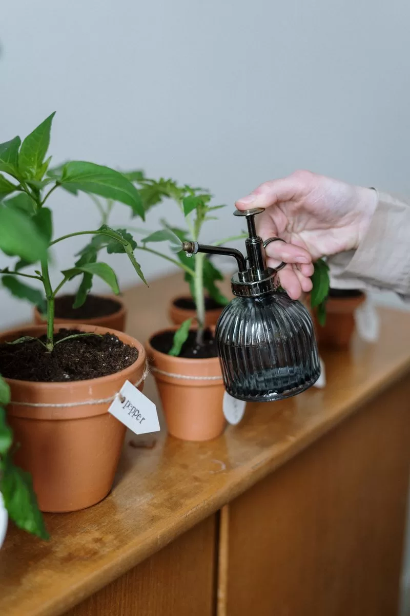 Ashwagandha Plant