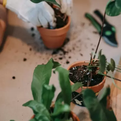 Rose Plant (Live)