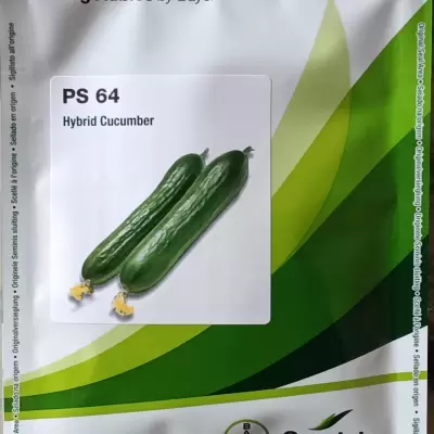 Cucumber Hybrid PS 64